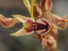 3008 x 2000 jpeg 363 кб. Extremely Rare Orchid Tricks Horny Beetles Into Carrying Its Pollen Science Smithsonian Magazine