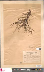 Image result for Antrocaryon