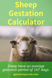 Sheep Gestation Calculator In 2020 Gestation Calculator Gestation Period Sheep