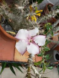 Image result for Pachypodium saundersii