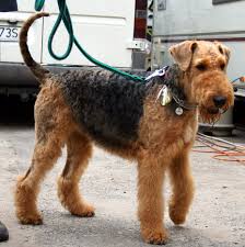 If you want a puppy, you can avoid some negative traits by choosing the right breeder and the right puppy. Airedale Terrier Wikiwand
