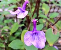 Image result for Streptocarpus umtaliensis