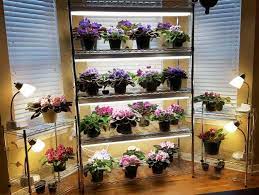 Standards are grown further away, about 18″ below the tubes. African Violet Growing Setup Combines Natural And Fluorescent Light Sources African Violets African Violet Care Plants