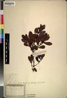 Image result for Euclea schimperi