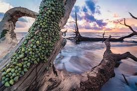 Massive driftwood trees line the sand at boneyard beach, which is located in nearby big talbot island state park. Periwinkle Sunrise At Blackrock Beach Big Talbot Island State P Photograph By Dawna Moore Photography