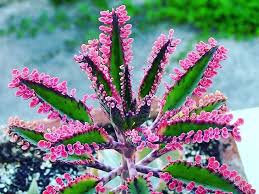 Kalanchoe Pink Butterflies E Uma Forma Variegada Incrivelmente Colorida De Um Hibrido Antigo Que Foi Dificil De R Suculentas Plantas Suculentas Jardim Exotico