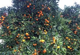 Check spelling or type a new query. Gardening Here Are Some Reasons Why Satsumas Are Such Wonderful Trees Orange County Register