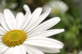 Image result for foto Kopretina