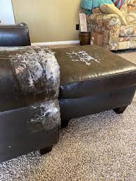 Please Help Me Train My Cats I Want To Get New Furniture Cattraining