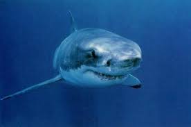 This is especially important when they hunt. Great White Shark Learn About These Terrifying Fish