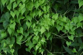 Image result for Dioscorea dregeana