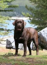 Chocolate labrador puppies, yellow labrador puppies, white labrador puppies, english labrador puppies. Ckc Registered English Chocolate Lab Labrador Adult Male For Sale In Anola Manitoba Nice Pets Online