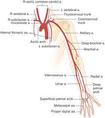 L, left side of heart; Lower Extremity Vascular Anatomy Anatomy Drawing Diagram