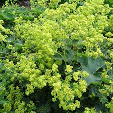 Image result for Alchemilla microbetula