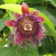 Weniger bekannt ist, dass sie sich positiv auf die menschliche psyche auswirken kann. Passiflora Quadrangularis Passionsblume Real De