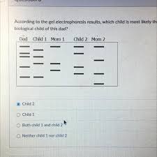 This means that scientists can accurately tell whether two pieces gel electrophoresis not only provides geneticists with a clearer picture of dna, it also helps prepare dna for cloning and genetic engineering. According To The Gel Electrophoresis Results Which Child Is Most Likely The Biological Child Of This Brainly Com