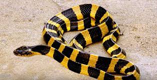 Tedung selar @ king cobra at felda mayam, bera, pahang. Kenali Jenis Ular Berbisa Di Malaysia Serta Tips Berhadapan Dengannya Iluminasi