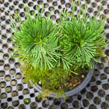 Image result for Selaginella auquieri