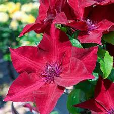 Image result for Clematis commutata