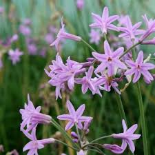 Image result for Tulbaghia fragrans
