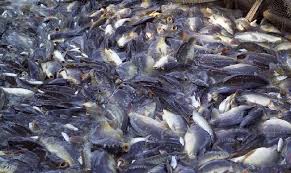 Cara Budidaya Ikan Nila Di Kolam Terpal Ikan Pupuk Organik Ikan Air Tawar