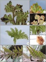 Image result for Hymenophyllaceae