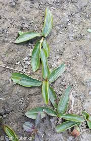Image result for Potamogeton nodosus