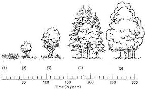 Examining The Stages Of Succession Ecological Succession Life Science Classroom Aquatic Insects