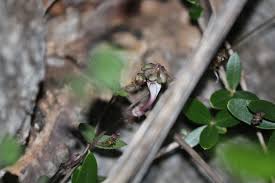 Image result for Ceropegia rendallii