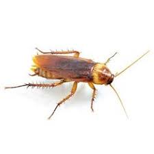 Universal pest control serves the cities of daytona beach, deland, new smyrna beach, ormond beach, port orange, and the surrounding services include foundation perimeter treatments to prevent and control subterranean termites, and tent fumigations to control drywood termites and. 47 Others Ideas Cockroach Control Termite Control Termite Infestation
