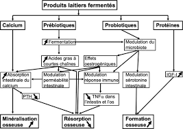 Les femmes qui boivent beaucoup de lait pendant leur adolescence semblent bénéficier de bienfaits durables pour la santé, selon des scientifiques américains. Produits Laitiers Et Sante Osseuse Sciencedirect