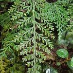 Image result for Asplenium theciferum
