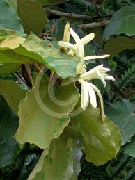 Image result for Pterospermum acerifolium