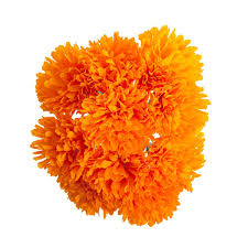 Synonyms for cempasuchil in free thesaurus. Totenblume Cempasuchil Dia De Los Muertos Superskull