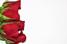 Fortan wurden weiße rosen zum symbol der reinheit und unschuld, rote rosen hingegen zum symbol für begierde und leidenschaft. Rote Rosen Getrennter Weisser Hintergrund Kostenloses Stock Bild Public Domain Pictures
