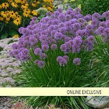 Millenium Ornamental Onion Allium Hybrid Planting Onions Plants Flower Landscape