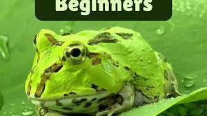 7 Best Pet Frogs For Beginners - Pethelpful