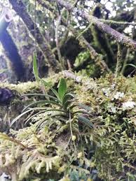Image result for Angraecum sacciferum