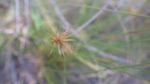 Image result for Actinoschoenus