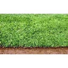 There are few grasses more satisfying to fertilize than fescue grass. Lawn Grass Bermuda Lawn Grass Wholesale Trader From Chennai
