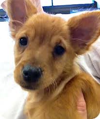Of course, the right puppy for your needs and personality is going to be important as well. Gilbert Az Golden Retriever Meet Savannah A Pet For Adoption