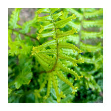 Image result for Dryopteris kilemensis