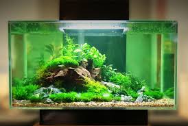 Maybe you would like to learn more about one of these? 30 Gallon Fish Tank Guide Size Stocking Ideas And More Everything Fishkeeping