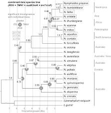 Image result for Nymphoides senegalensis