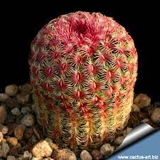 Succulents love sunlight, and rainbow cactus is no exception. Echinocereus Rigidissimus Var Rubrispinus