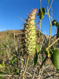 Image result for Pergularia