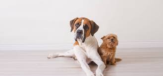 Small Breed Versus Large Breed Blue Buffalo
