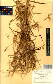 Image result for Euclasta condylotricha