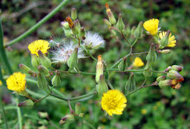 Image result for Alafia orientalis