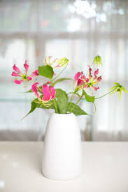 Image result for Gloriosa